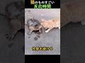 猫のものすごい反応時間