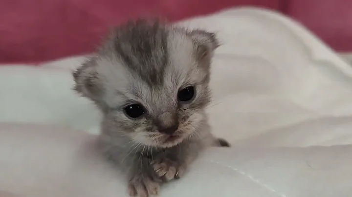 Video 10993801: persian mix kitten, persian newborn kittens, kitten catlovers catlife meow, kitten kitty catlover catlife, catlovers kitten cats catlife, pets catlover meow kitty, catlover kitty pet cute