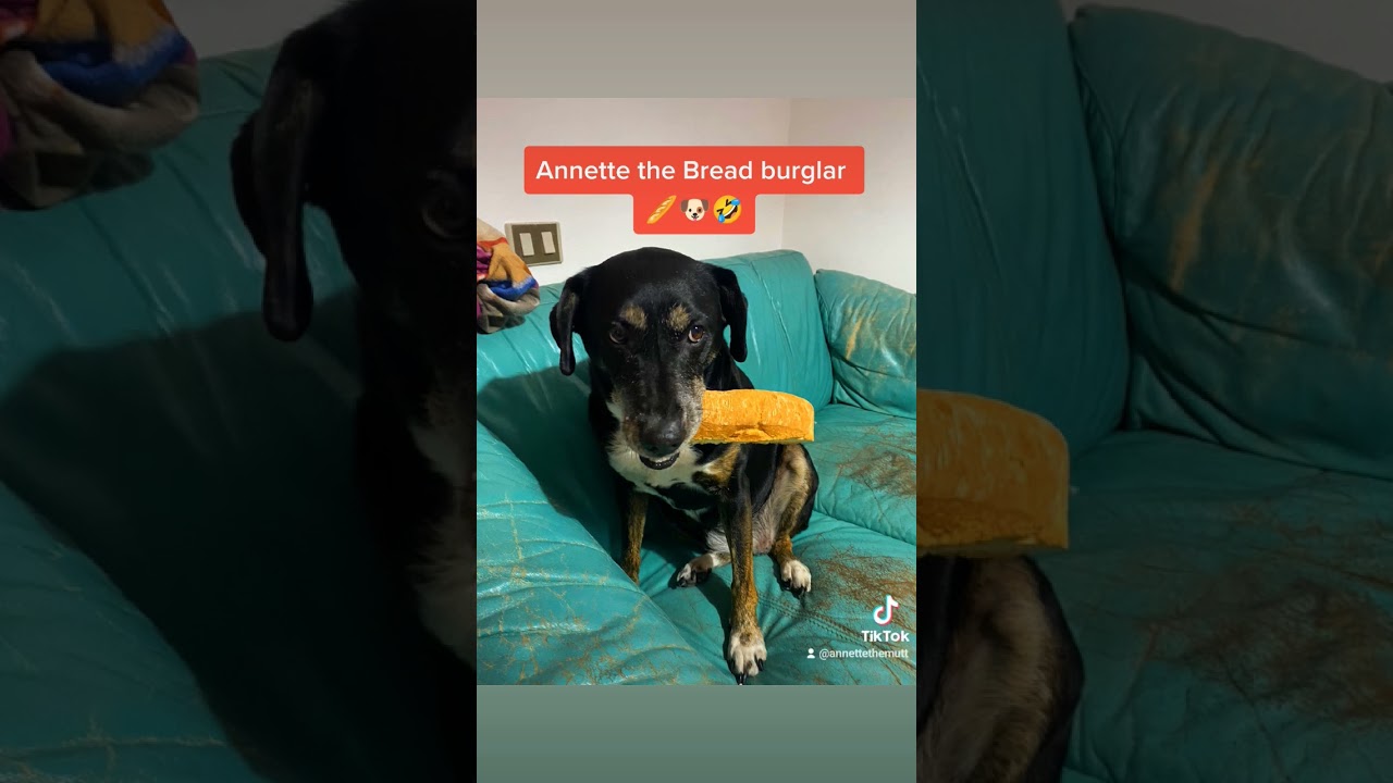Annette the Bread Thief 🤣🐶🥖 