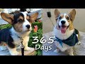 Puppyhood in 365 DAYS: A CORGI PUPPY GROWS UP! の動画、YouTube動画。