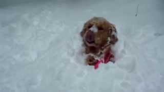 Собаки радуются первому снегу