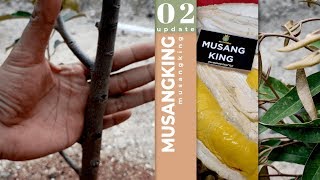 Update Perkembangan Durian Mk Usia 11 Bulan