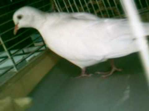 My Pets - Angel Dove