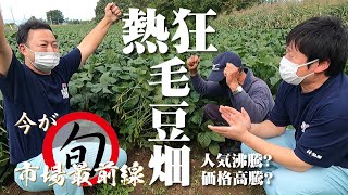 【今が旬市場最前線】青森県津軽地方在来種「毛豆」