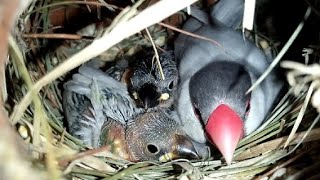 Java Sparrow's Breeding Progress 🐣 | Best Birds For Breeding Business 🔝 || Java Finch Singing🎶