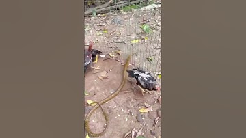 Snake Sneaks Into Chicken Coop—Hens Fight Back! #shorts #snake #snacks #wildlife #ytshorts