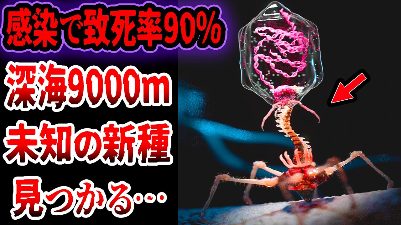 ゆっくり解説】致死率90％…深海9000mで未知の新種生命体を発見…永久
