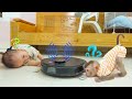 Monkey pupu and nguyen played with the robot vacuum cleaner and had to leave