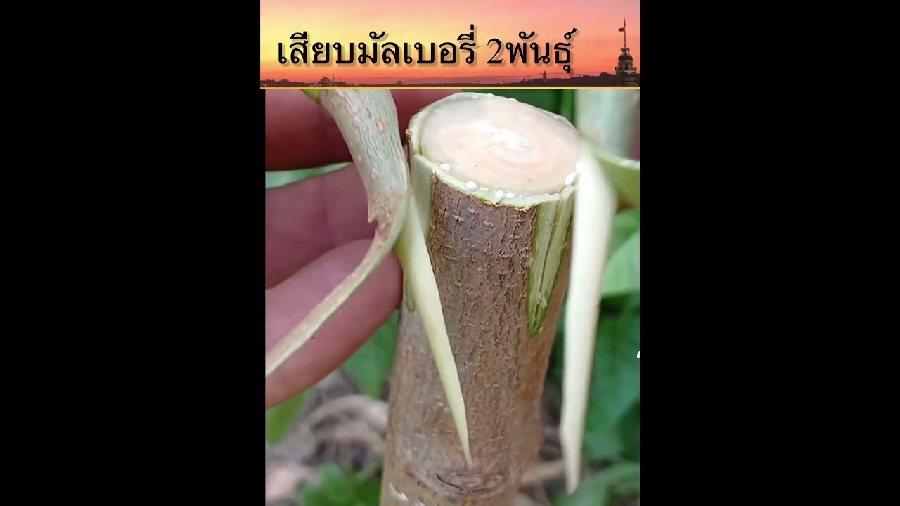 1 กรกฎาคม 2568