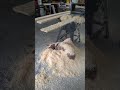 Dog Gets Covered With Wood Shavings While Sitting Under Machine - 1169985