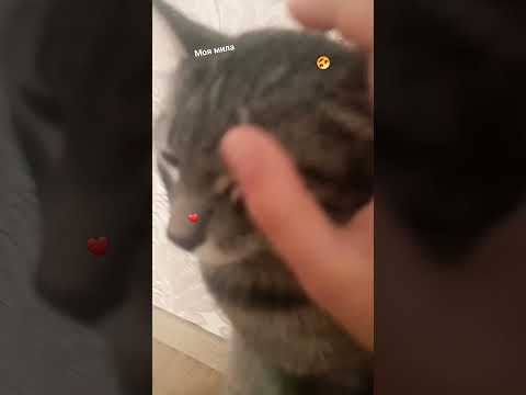 МИЛА ПАЁТ ПЕСНЮ ДИМДИМЫЧА КУНФУ ПАНДА