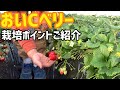 「いちご栽培 いちご農家」おいCベリー栽培ポイントご紹介