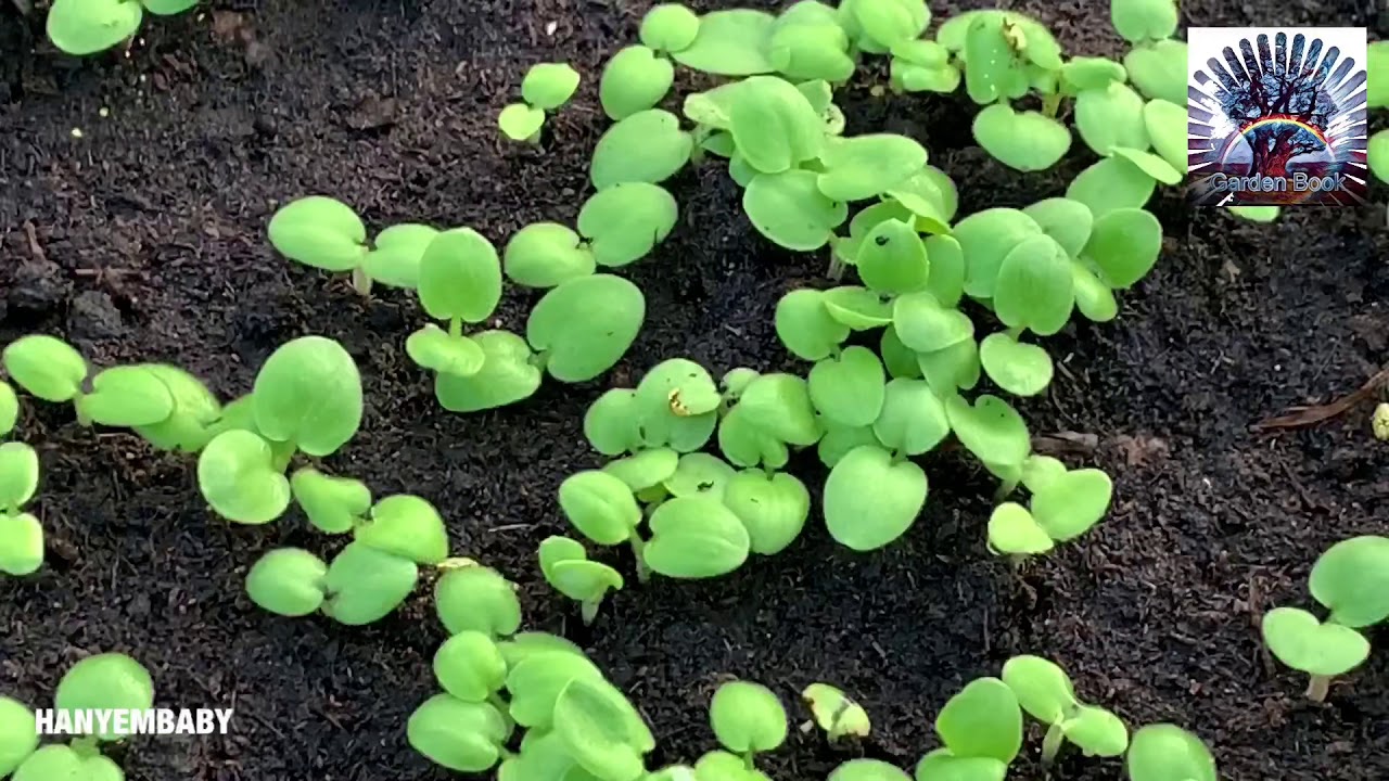 الجورانيوم أو الجارونيا زراعة البذور والتغريد