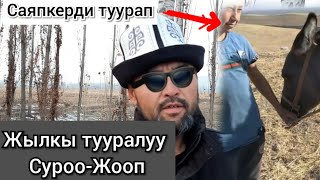 Саяпкерди туураган ВИДЕО ТАРАДЫ 😱 СУРООЛОРГО-ЖООП ЖЫЛКЫ ТУУРАЛУУ