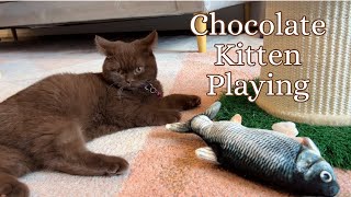 Kitten Playing | Chocolate British Shorthair Kitten