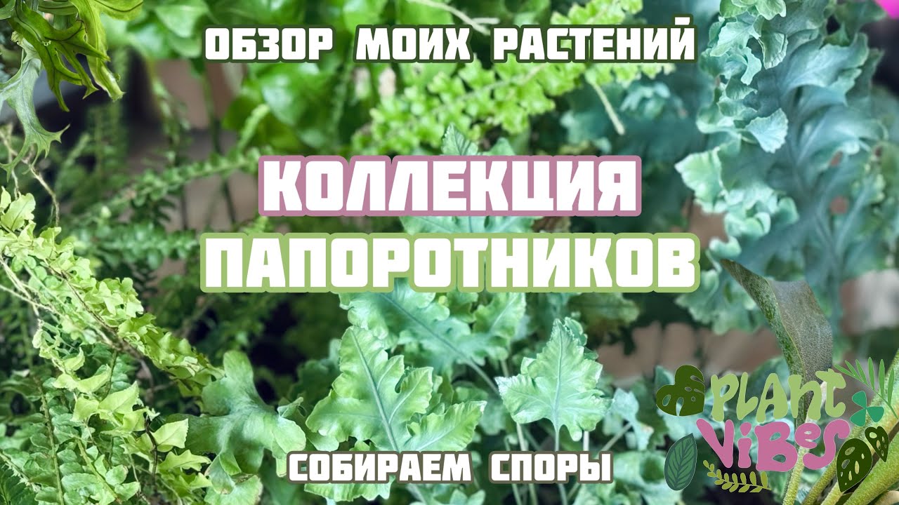 Коллекция папоротников | рассказываю о своей коллекции | покупаем новые хойи