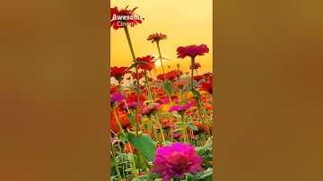 #الشيخ_عبدالمنعم_عبدالمبديء   #تلاوة_نادرة_لسورة_الرحمن