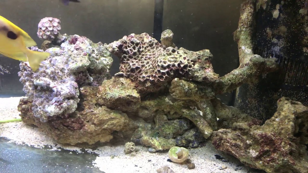 saltwater tank with live
