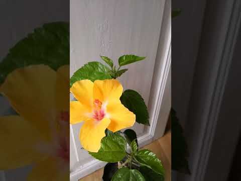 वीडियो: पीला ल्यूपिन (20 तस्वीरें): विवरण के साथ किस्में। ल्यूपिन के समान कौन से पीले फूल होते हैं?