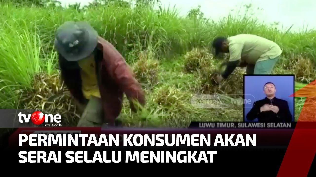Warga di Luwu Timur Budidaya Serai | Kabar Pagi tvOne