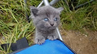 A tiny kitten came up to a guy fishing by the lake and asked him to take it with him