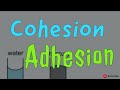 cohesion adhesion