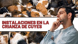 Instalaciones en la crianza de cuyes #cuyes #cuyos #cobayos #cobayas #cuy #crianzadecuyes #loscuyes