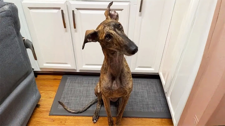 Rescue Dog Gets a Home — His Reaction Will Melt Your Heart