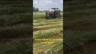 Famous Giant Snake killed by tractor in the field / #field #tractor  #nature #landscape Net Worth