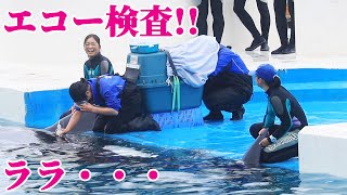 ララのエコー検査!! 鴨川シーワールド シャチ KamogawaSeaWorld  orca killerwhale