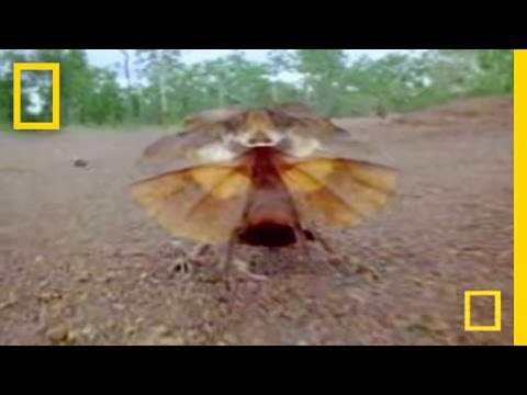 freaky-lizard-|-national-geographic