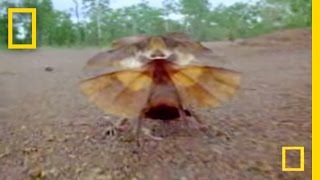 Freaky Lizard | National Geographic - YouTube