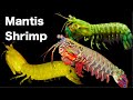 Top 5 Mantis Shrimp Species