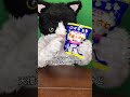 むぎ(猫)「沖縄こんちくわシリーズvol.3天使のはね」