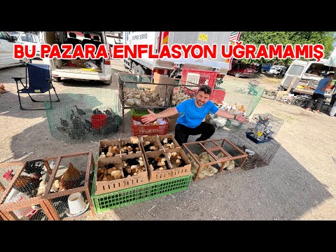 Tavuk Pazarı Fiyatlar Enflasyona Kafa Tutuyor