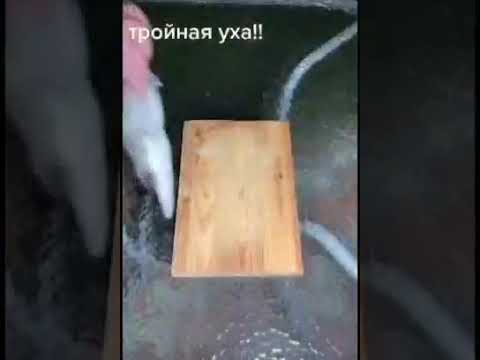 Video: Balıq şorbası: Rus Dilində Kalya