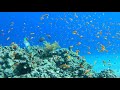 Tiran Island, Ras Mohammed Sharm El Sheikh Diving 4K