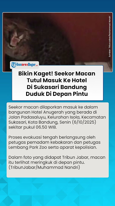 BIKIN KAGET! Seekor Macan tutul Masuk Ke Hotel Di Sukasari Kota Bandung, Terlihat Duduk Di Depan Pin