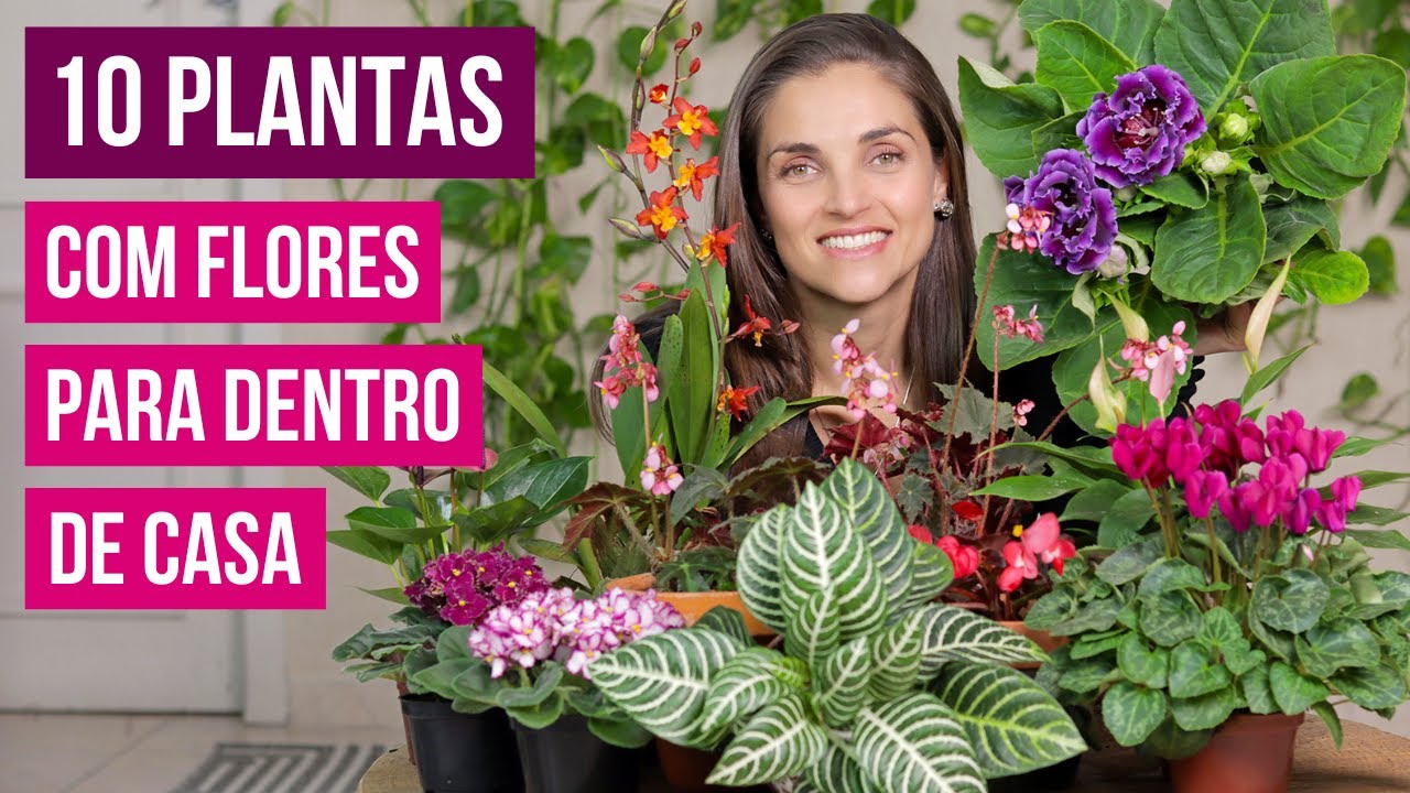 10 PLANTAS com FLORES para AMBIENTES INTERNOS - thptnganamst.edu.vn