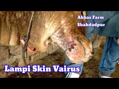 Lampi skin virus|Animal virus|Cow virus,