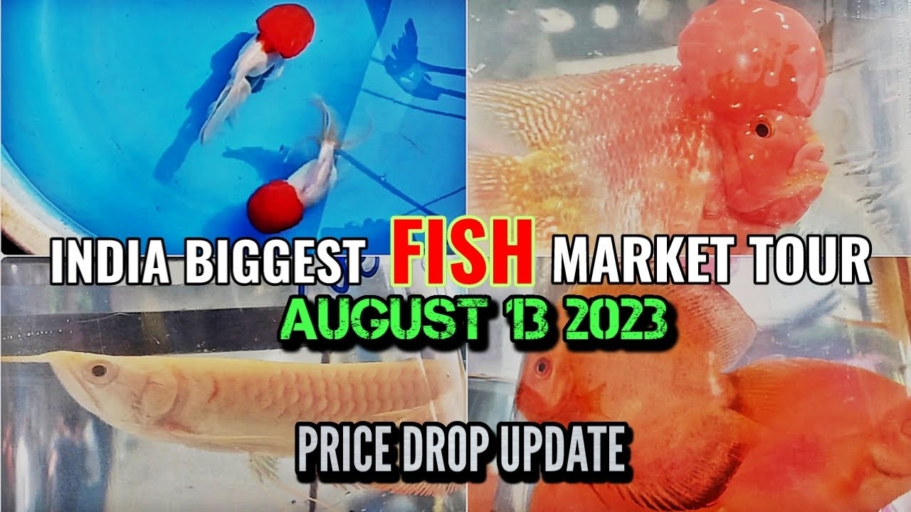 AQUARIUM MARKET TOUR & ALL FISH PRICE UPDATES 13 AUGUST 2023 GARLIFF