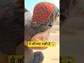 ये कौनसा पक्षी है 😱 #birds #rescue #bird #treatment #animals #viral #trending #shortsfeed #love