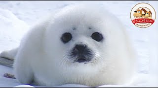 トールペイント アザラシの赤ちゃん はみ出す