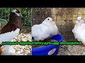 Pigeon symptoms before egging. Part 1