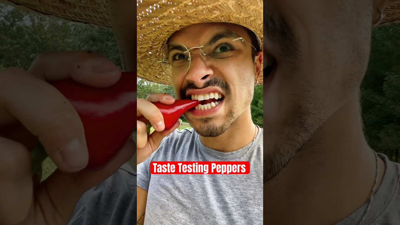 Taste test peppers with me! 🌶️✨ 