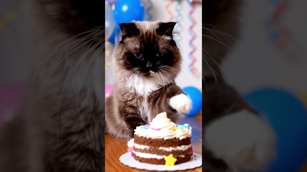 cat birthday video 🎁🎁 