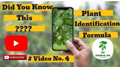 PLANTS IDENTIFY USING GOOGLE LENS 2023 | Plant Identification | Identify Plants Android & Iphone