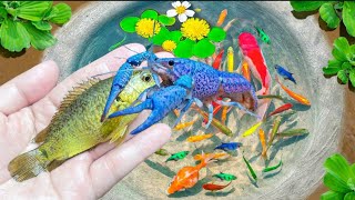 Beautiful Super Fish Comet, Catfish, Lobster, Glowfish, Gold fish, Fishing, crayfish part 165