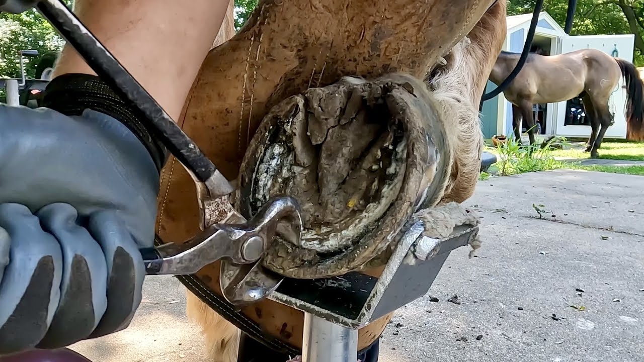Emergency Horse Shoe Removal – The Horse