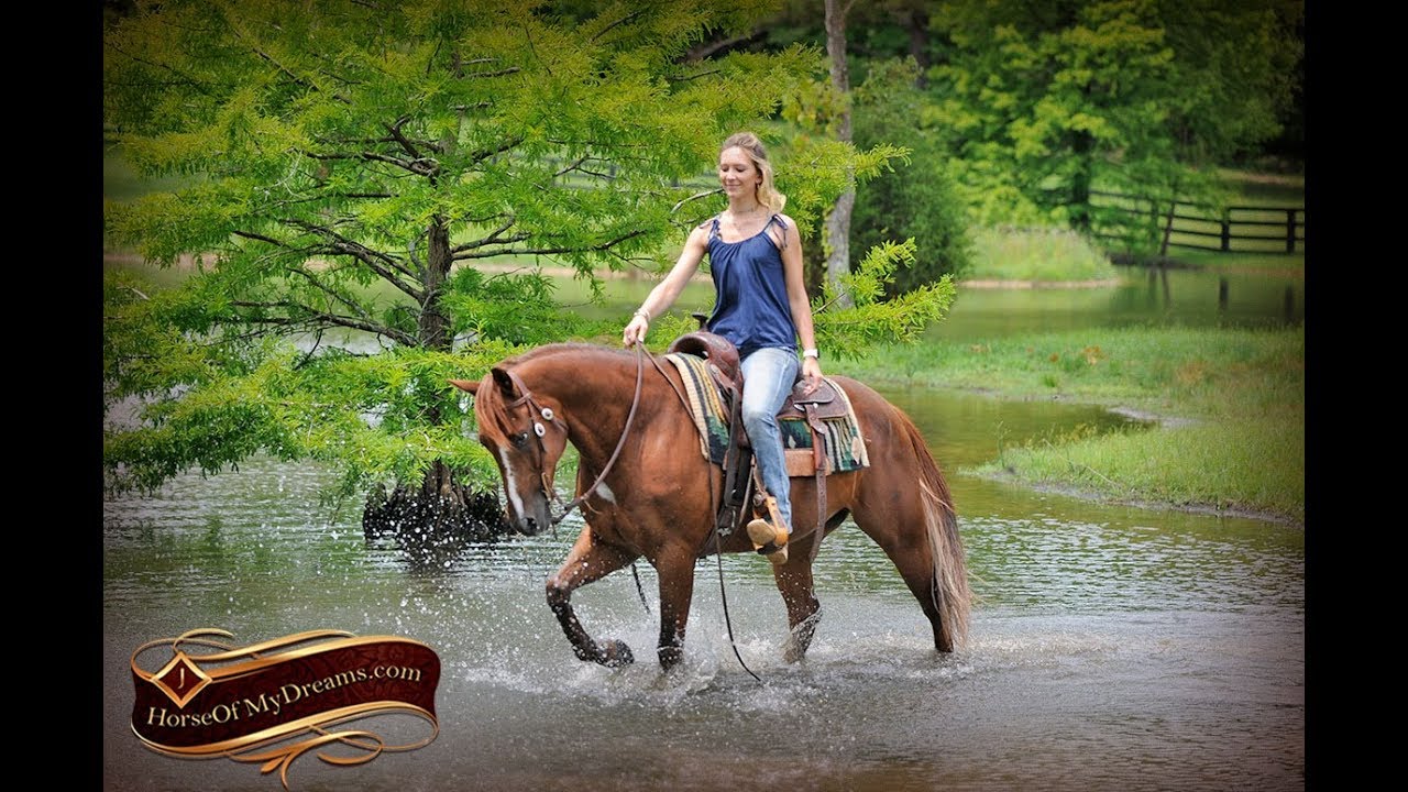 Dallas' Video By Horse Of My Dreams YouTube